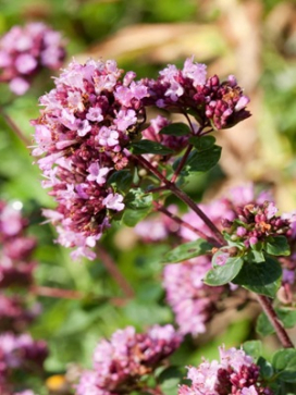 ORIGANUM Rosenkuppel